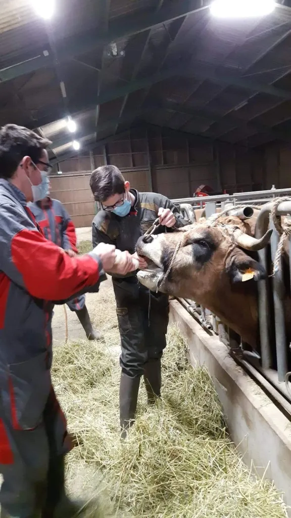 Soins infirmiers en élevage bovin