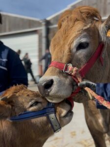 Moment de douceur 🥰#tiea2026 #aubrac #amor #toulouse #airbus